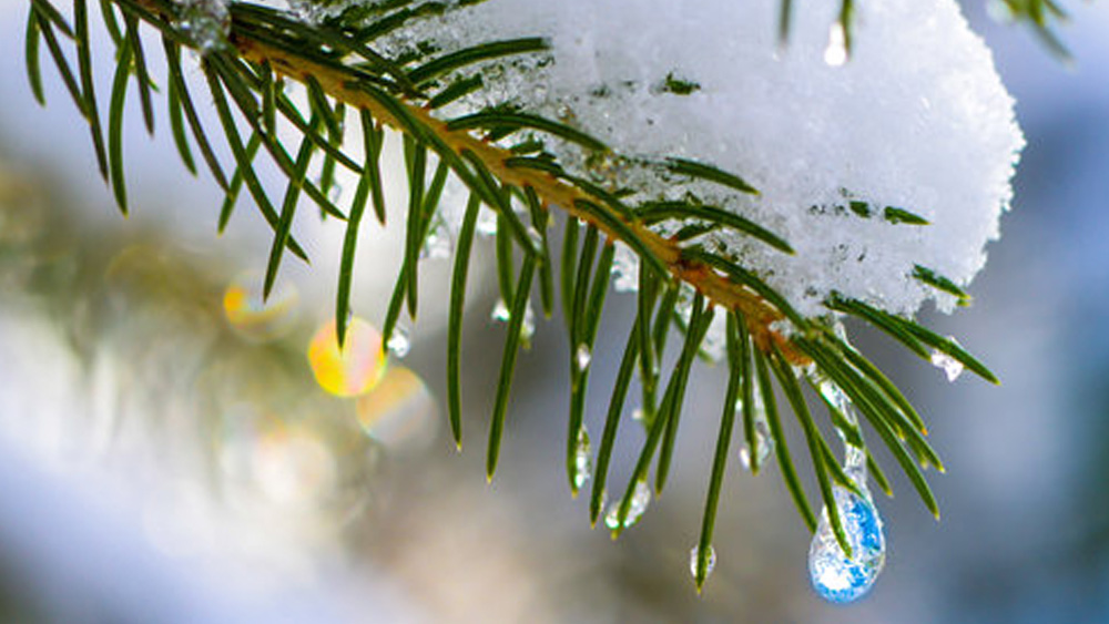 essenza profumatore auto personalizzato: Winter Tree Wellness
